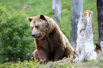 junger Braunbär