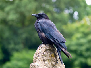 Black Carrion Crow on a stone