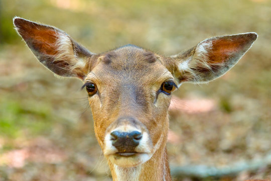 Head of a fallow deer