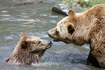 Obraz premium spielende Braunbären