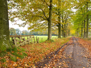Track with Gate and Forest lane in Fall