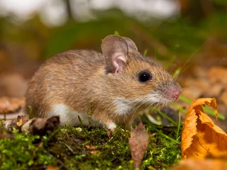 Foto auf Leinwand yellow necked mouse in forest © creativenature.nl