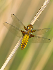Dragonfly Warming its Wings in the Sun