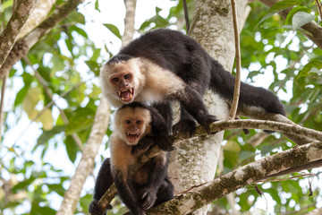 Capuchin Monkeys