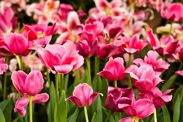 Obraz premium tulips in the garden