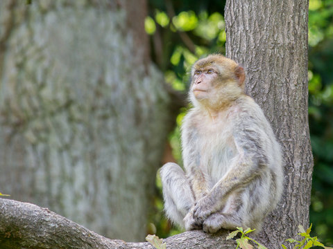 Barbarey macaque