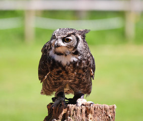 Long Eared Owl