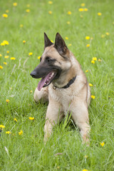 Police dog sitting in a field