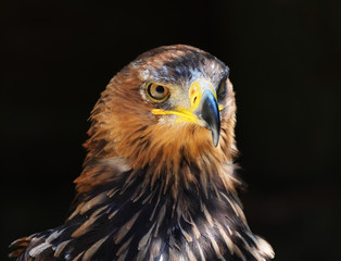 Close up of a Harris Hawk