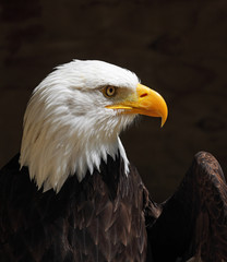 Close up of an American Bald Eagle