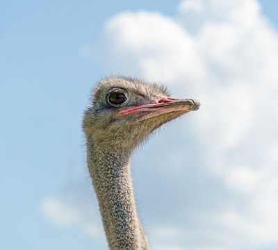 Ostrich male head