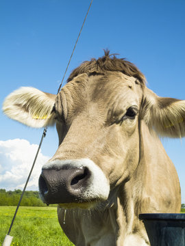 Grazing cow color image
