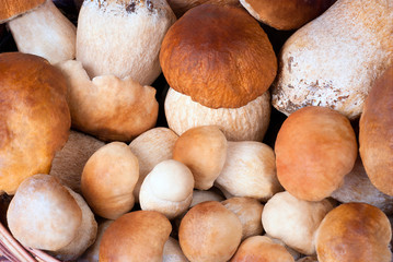 a background from mushrooms