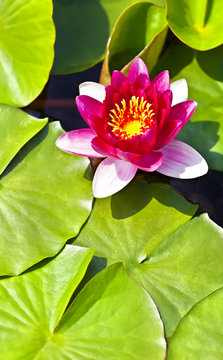 Nymphaea Water Lily Aquatic Plant