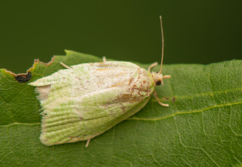 Tortrix viridana