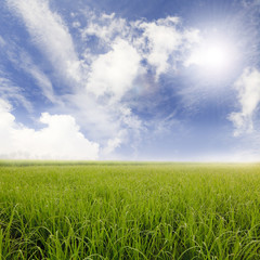 Obraz na płótnie Canvas Rice fields and blue sky