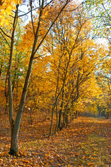 Fototapeta na wymiar Spadające liście w lesie jesienią
