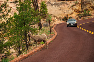 Big Horn Ram Sheep standing on the road in Zion National Park