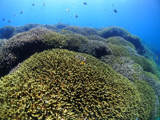 Naklejka na ściany i meble 広大なサンゴ礁