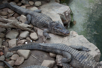 Obraz premium Krokodil