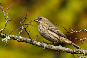 House Finch (Carpodacus mexicanus) is a bird in the finch family Fringillidae.  Мексиканская чечевица.