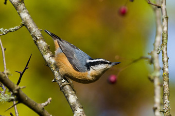 Red-breasted Nuthatch (Sitta canadensis) is a small songbird.  Канадский поползень.