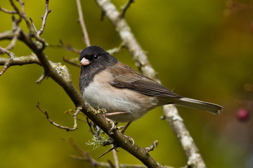 Oregon Junco (Junco hyemalis oreganus) is a genus of small grayish American sparrows.  Юнко