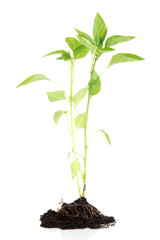 Pepper seedlings isolated on white