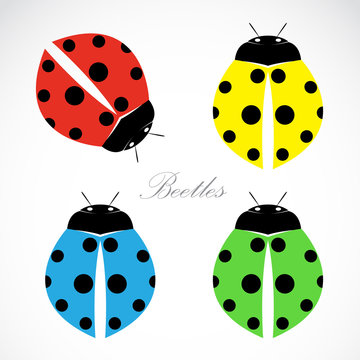 Vector image of an beetles on white background