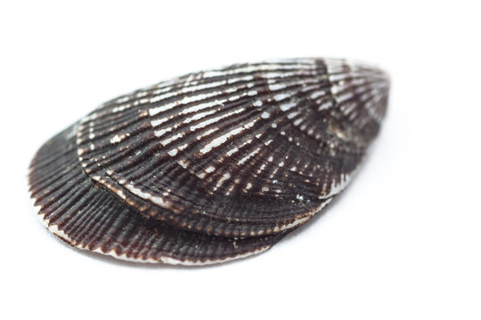 Close-up of a seashell on white background.