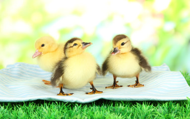 Cute ducklings on fabric, on green grass, on bright background