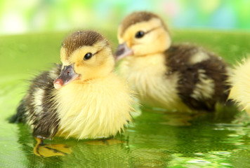 Cute ducklings swimming, on bright background