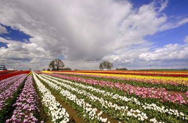 The beautiful Tulip Fields of Oregon