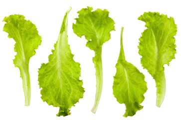 Fresh and green lettuce