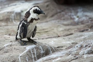 Pinguin