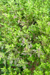 basil