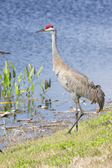 Fototapeta premium Sandhill Crane (Grus canadensis)