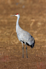 Sandhill Crane