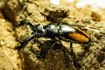 Hexarthrius parryi