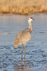 Sandhill Crane