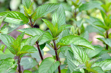 Fresh and green mint leafs