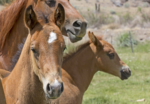 Head shots of two brown baby horses with mother