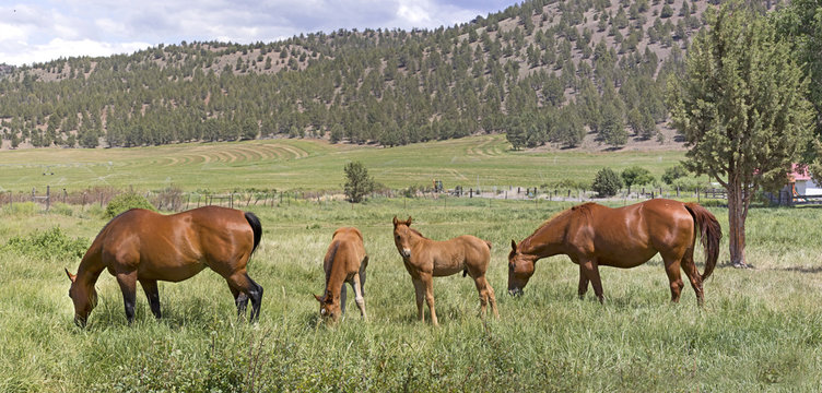 Many Brown Horses in Field Panorama
