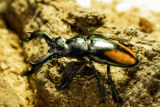 Hexarthrius parryi