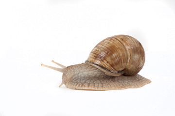 Garden Snail