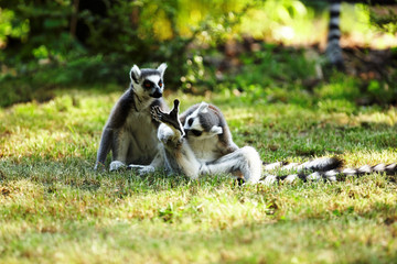 Cute lemur kata living in a group © satori