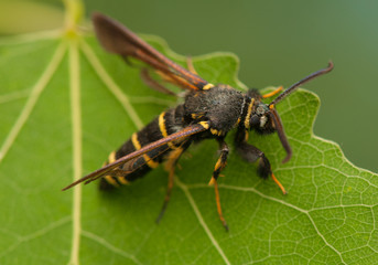 Paranthrene tabaniformis