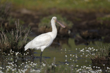 Spoonbill, Platalea leucorodia