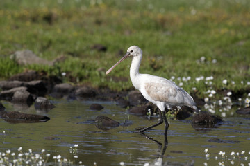 Spoonbill, Platalea leucorodia