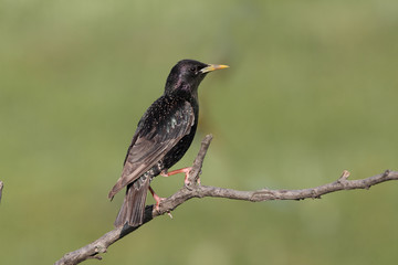 Starling, Sturnus vulgaris